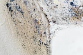 Best Emergency Mold Remediation  in Pierceton, IN